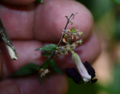 Cuphea avigera, photographed by Neptalí Ramírez Marcial