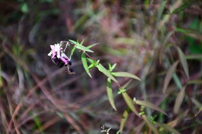 Cuphea avigera, photographed by Neptalí Ramírez Marcial