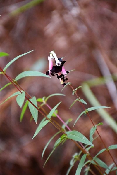 Cuphea avigera, photographed by Neptalí Ramírez Marcial