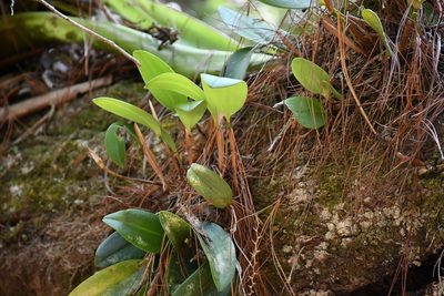 Stelis megachlamys, photographed by Neptalí Ramírez Marcial