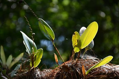 Stelis megachlamys, photographed by Neptalí Ramírez Marcial