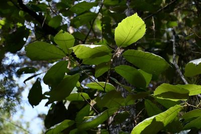 Quercus calophylla, photographed by Neptalí Ramírez Marcial