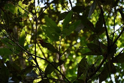 Quercus crispifolia, photographed by Neptalí Ramírez Marcial