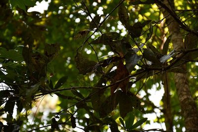 Quercus crispifolia, photographed by Neptalí Ramírez Marcial