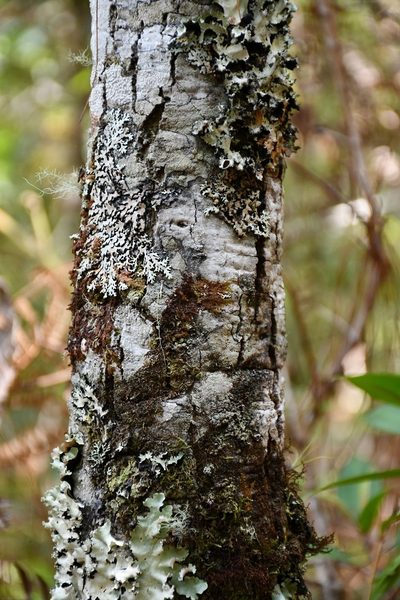 Quercus crispifolia, photographed by Neptalí Ramírez Marcial