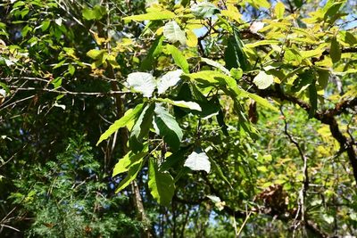 Quercus peduncularis, photographed by Neptalí Ramírez Marcial