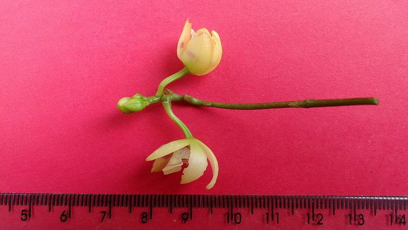 Koellensteinia spiralis, photographed by russiannaturalistbrazil