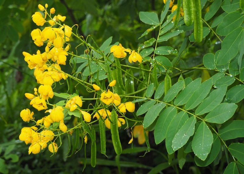 Senna pistaciifolia, photographed by John G. Phillips