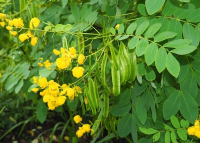 Senna pistaciifolia, photographed by John G. Phillips
