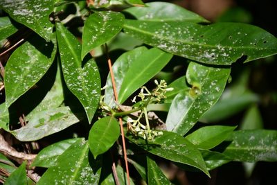 Psychotria costivenia, photographed by Neptalí Ramírez Marcial