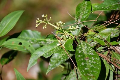 Psychotria costivenia, photographed by Neptalí Ramírez Marcial