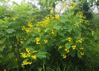 Senna pistaciifolia, photographed by John G. Phillips
