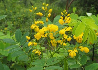 Senna pistaciifolia, photographed by John G. Phillips