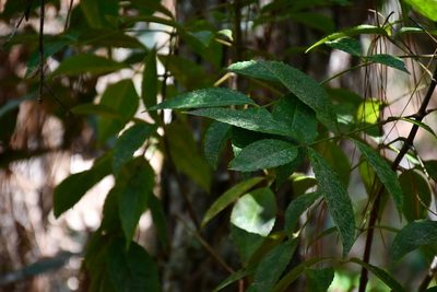 Staphylea tricornuta, photographed by Neptalí Ramírez Marcial