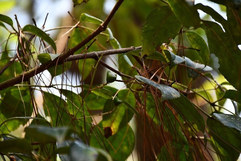 Staphylea tricornuta, photographed by Neptalí Ramírez Marcial