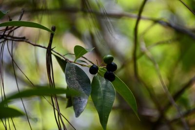 Daphnopsis ficina, photographed by Neptalí Ramírez Marcial