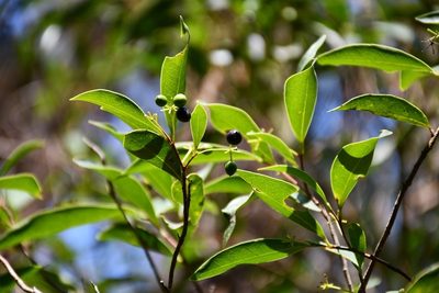 Daphnopsis ficina, photographed by Neptalí Ramírez Marcial