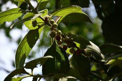 Lippia chiapasensis, photographed by Neptalí Ramírez Marcial