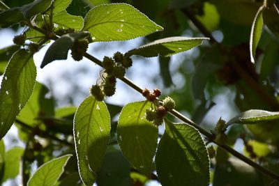 Lippia chiapasensis, photographed by Neptalí Ramírez Marcial