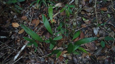 Koellensteinia spiralis, photographed by russiannaturalistbrazil