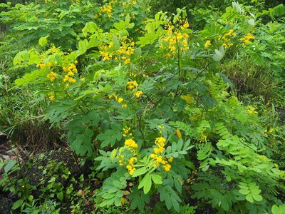 Senna pistaciifolia, photographed by John G. Phillips