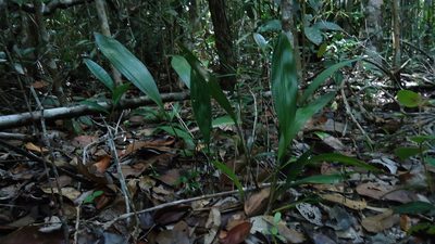 Koellensteinia spiralis, photographed by russiannaturalistbrazil