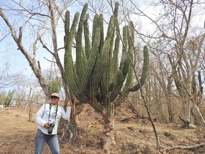 Stenocereus martinezii, photographed by Juan Cruzado Cortés
