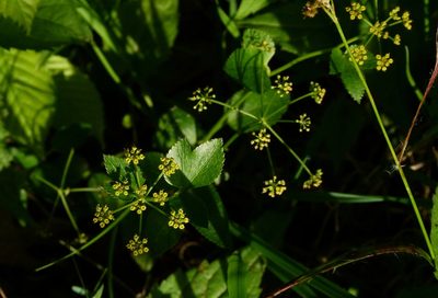 Thaspium trifoliatum, photographed by botanygirl