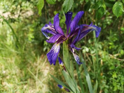 Iris reichenbachiana, photographed by Julien Renoult