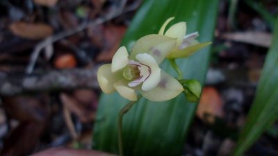 Koellensteinia spiralis, photographed by russiannaturalistbrazil