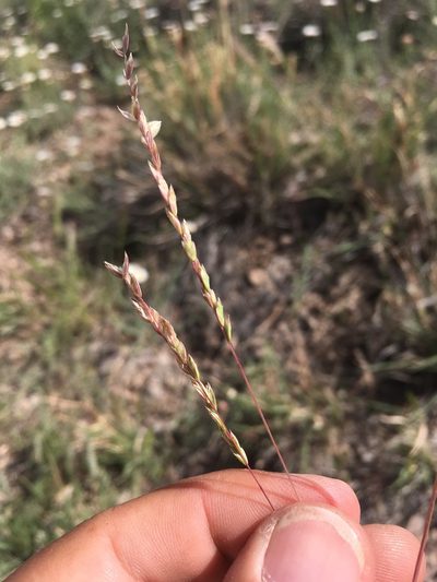 Poa bigelovii, photographed by Cecelia Alexander