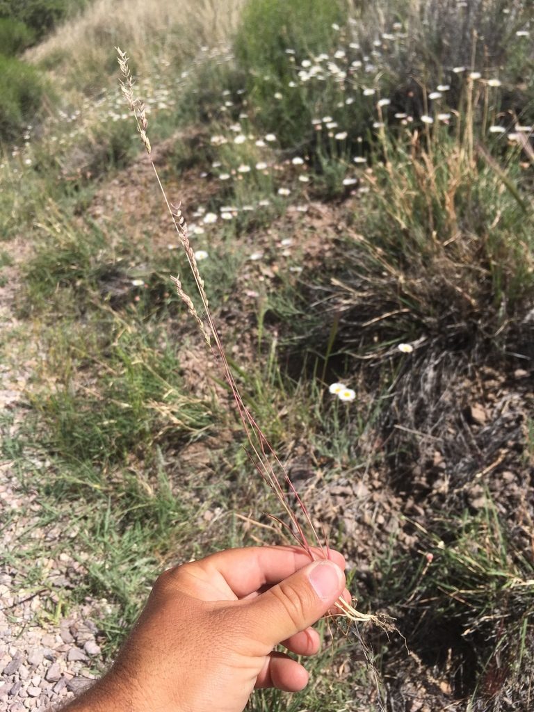 Poa bigelovii, photographed by Cecelia Alexander