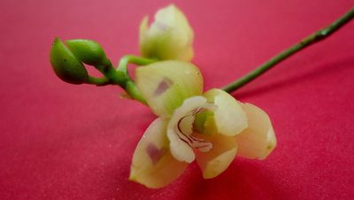 Koellensteinia spiralis, photographed by russiannaturalistbrazil