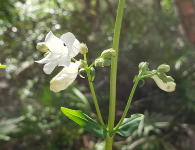Penstemon multiflorus, photographed by Arturo Santos