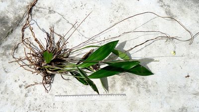 Koellensteinia spiralis, photographed by russiannaturalistbrazil