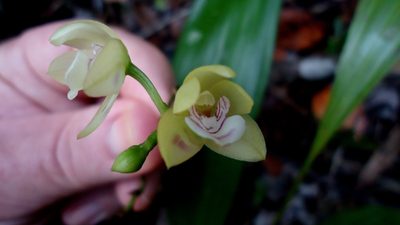 Koellensteinia spiralis, photographed by russiannaturalistbrazil