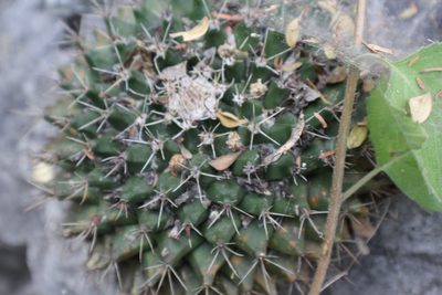 Mammillaria melanocentra, photographed by Francisco Martínez González