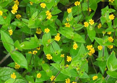 Jaegeria gracilis, photographed by John G. Phillips