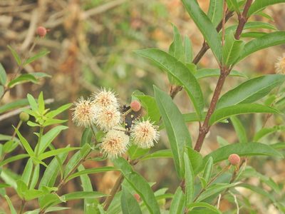 Cephalanthus salicifolius, photographed by Juan Cruzado Cortés