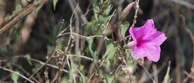 Ipomoea lozanii, photographed by José Belem Hernández Díaz