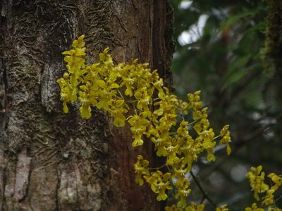 Oncidium ornithorhynchum, photographed by Esteban Villa Restrepo