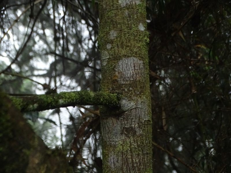 Retrophyllum rospigliosii, photographed by Esteban Villa Restrepo