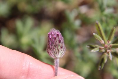 Trifolium albopurpureum, photographed by Millie Basden