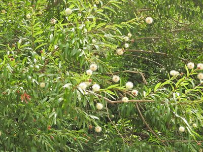 Cephalanthus salicifolius, photographed by Juan Cruzado Cortés