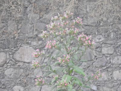 Nicotiana tabacum, photographed by Juan Cruzado Cortés