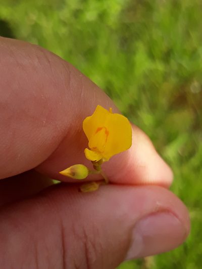 Utricularia laxa, photographed by Edson Luis Fabro Gasperin