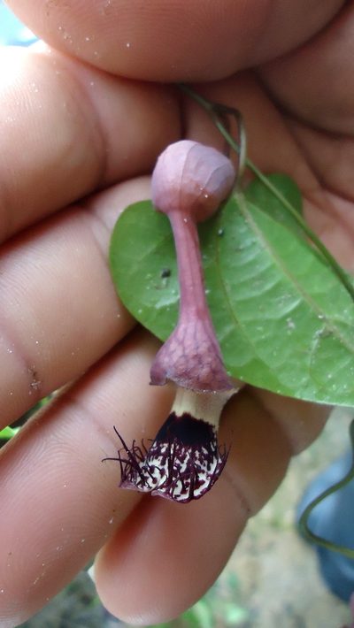 Aristolochia tamnifolia, photographed by russiannaturalistbrazil