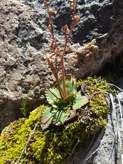 Micranthes eriophora, photographed by Alex Abair