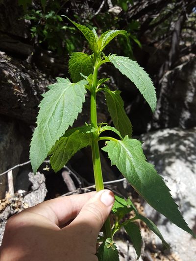 Scrophularia laevis, photographed by Alex Abair