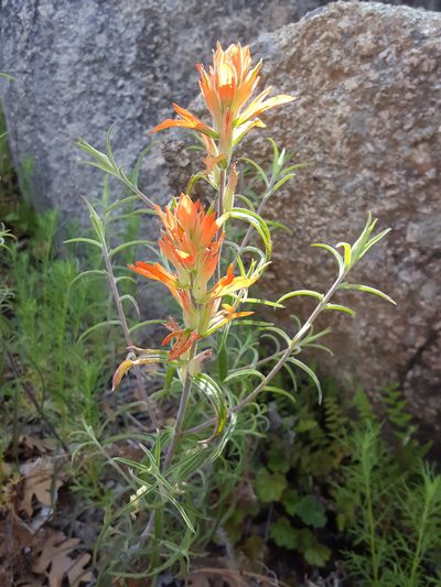 Castilleja organorum, photographed by Alex Abair